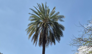 ‘हॉर्टस मालाबारिकस’ से जुड़ी पाम प्रजाति में नई खोज: भारत को मिली Phoenix roxburghii नामक नई प्रजाति