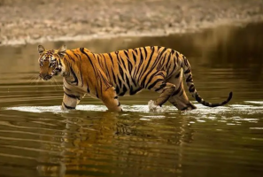 टाइगर कॉरिडोर पर यू-टर्न: NTCA ने 2014 की सीमित सूची को ही मान्यता दी