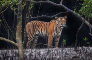 भारत का दूसरा सबसे बड़ा टाइगर रिजर्व बना सुंदरबन: क्षेत्र विस्तार को NBWL की मंज़ूरी