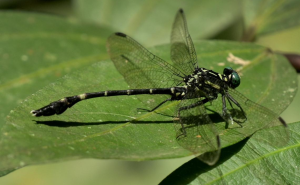 पश्चिमी घाट की ऊंची पहाड़ियों में दुर्लभ ड्रैगनफ्लाई प्रजाति Crocothemis erythraea की पुष्टि