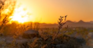 Albedo and Its Role in Climate Science