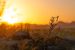 Albedo and Its Role in Climate Science