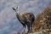 Alpine Musk Deer Conservation