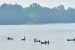 Ashtamudi Wetland Conservation