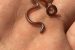 Barbados Threadsnake
