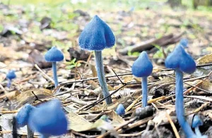 Blue Pinkgill Mushroom Discovered in Telangana Forests