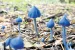 Blue Pinkgill Mushroom Discovered in Telangana Forests