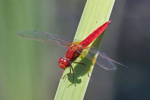 Crocothemis Erythraea