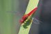 Crocothemis Erythraea