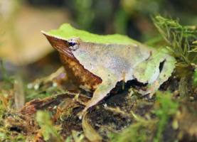 Darwin’s Frog
