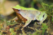 Darwin’s Frog