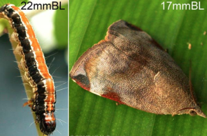 Eco-Friendly Virus Controls Teak Defoliator Pest