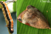 Eco-Friendly Virus Controls Teak Defoliator Pest