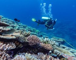 Great Barrier Reef Suffers Steepest Coral Decline