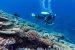 Great Barrier Reef Suffers Steepest Coral Decline