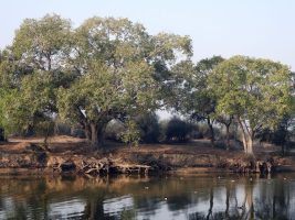 Haryana Defines Forests