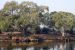Haryana Defines Forests