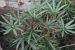 Heptapleurum Assamicum