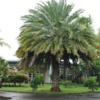 Indian Phoenix Palms