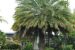 Indian Phoenix Palms