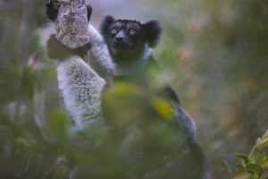 Indri Lemur Microbiome