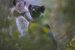 Indri Lemur Microbiome