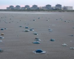 Jellyfish Swarms Disrupt Nuclear Power Plants Worldwide