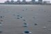 Jellyfish Swarms Disrupt Nuclear Power Plants Worldwide