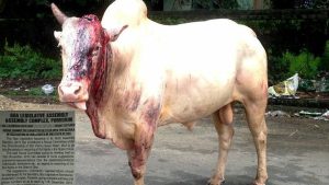 Legalizing Bull Fighting in Goa
