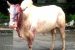 Legalizing Bull Fighting in Goa