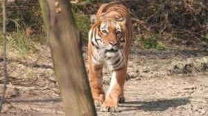 NTCA Limits Tiger Corridors to 32 Least Cost Pathways