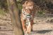 NTCA Limits Tiger Corridors to 32 Least Cost Pathways