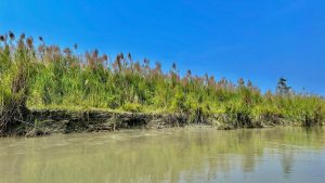 Native Plants Alter Assam’s Dibru-Saikhowa Ecosystem