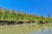 Native Plants Alter Assam’s Dibru-Saikhowa Ecosystem