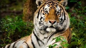 Nepal Joins International Big Cat Alliance for Conservation