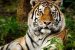 Nepal Joins International Big Cat Alliance for Conservation
