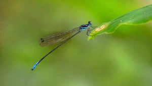 New Damselfly Species Discovered In Western Ghats