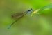 New Damselfly Species Discovered In Western Ghats