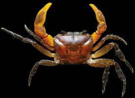 New Freshwater Crab Species Discovered In Western Ghats