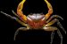 New Freshwater Crab Species Discovered In Western Ghats