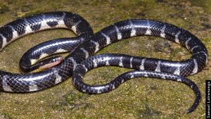 New Rain Snake Species