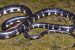 New Rain Snake Species