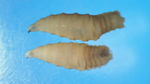 New World Screwworm Parasite
