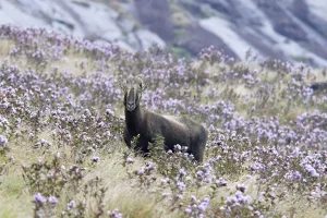 Nilgiri Tahr Population Surges
