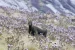 Nilgiri Tahr Population Surges