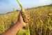 Odisha Launches SOP for Landrace Seed Conservation