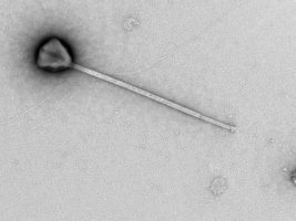 PelV-1