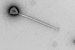 PelV-1