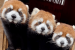 Red Panda Conservation