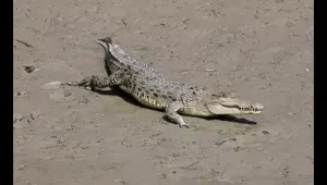 Saltwater Crocodile Population Rises In Sundarbans